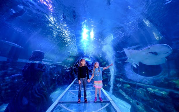 Children in underwater tunnel at SEA LIFE Birmingham, observing a shark swimming above.