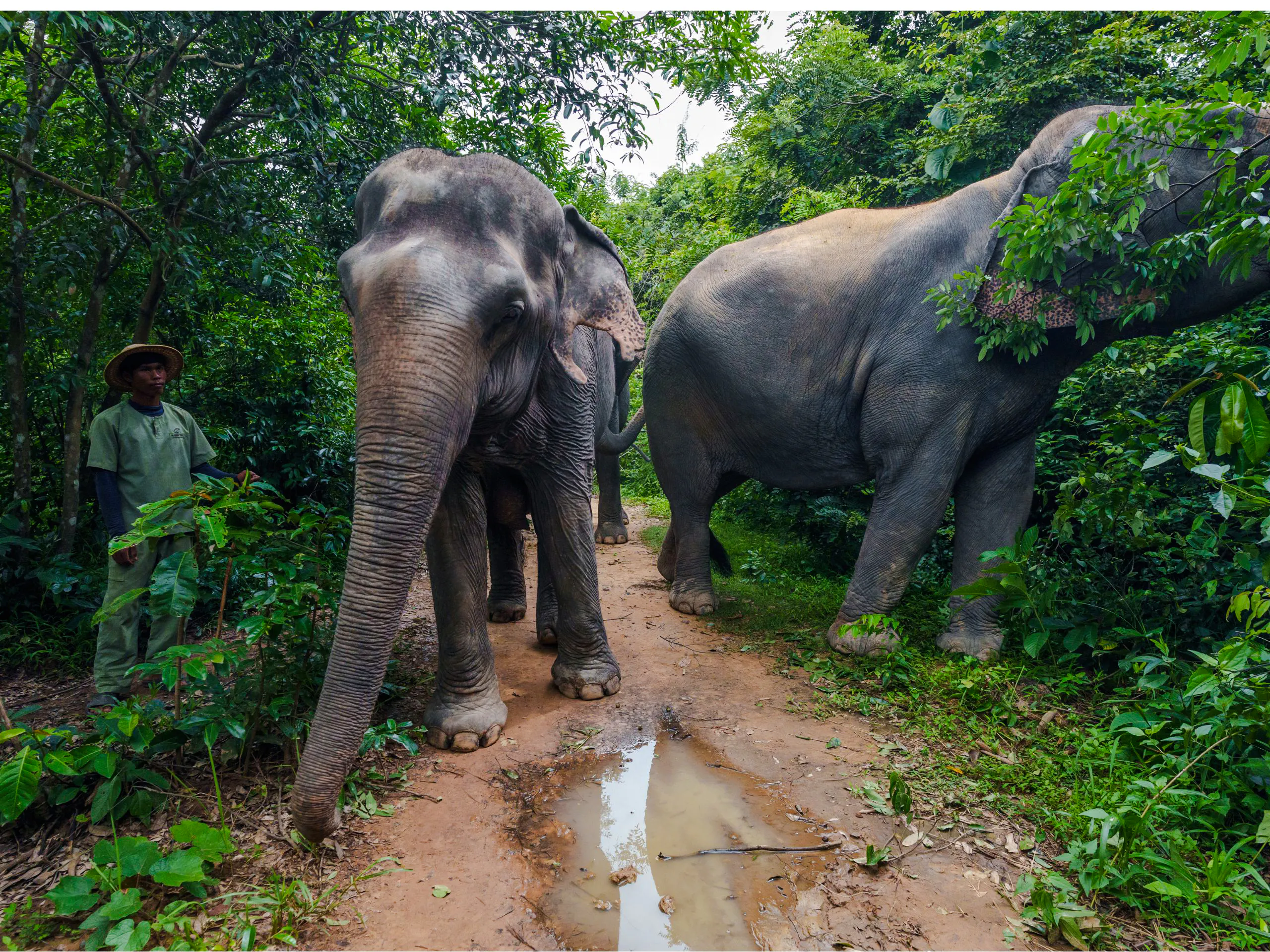 {
  "experiencename": "from siem reap: kulen mountain waterfall & kulen elephant forest tour with picnic lunch"
}-7