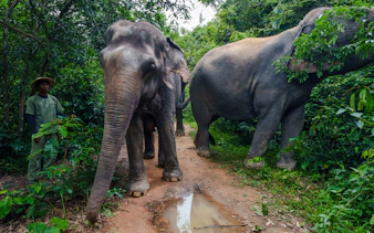 {
"experiencename": "from siem reap: kulen mountain waterfall & kulen elephant forest tour with picnic lunch"
}-7