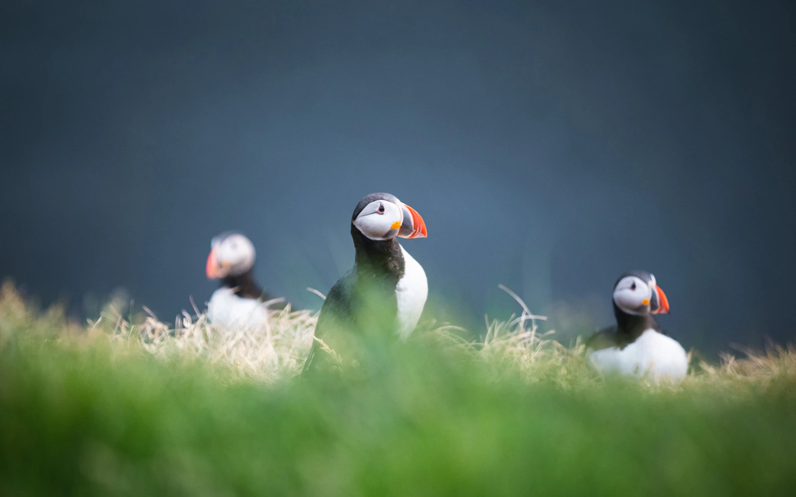 Puffins on grassy cliff during whale watching and puffin tour.