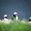 Puffin Island