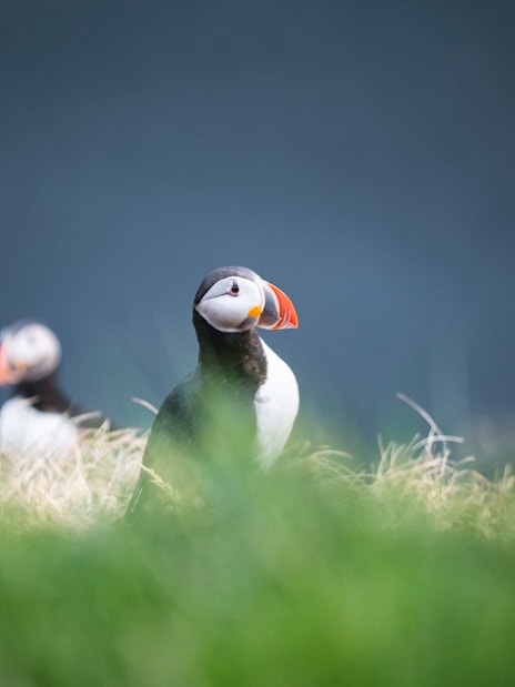 Puffins on grassy cliff during whale watching and puffin tour.