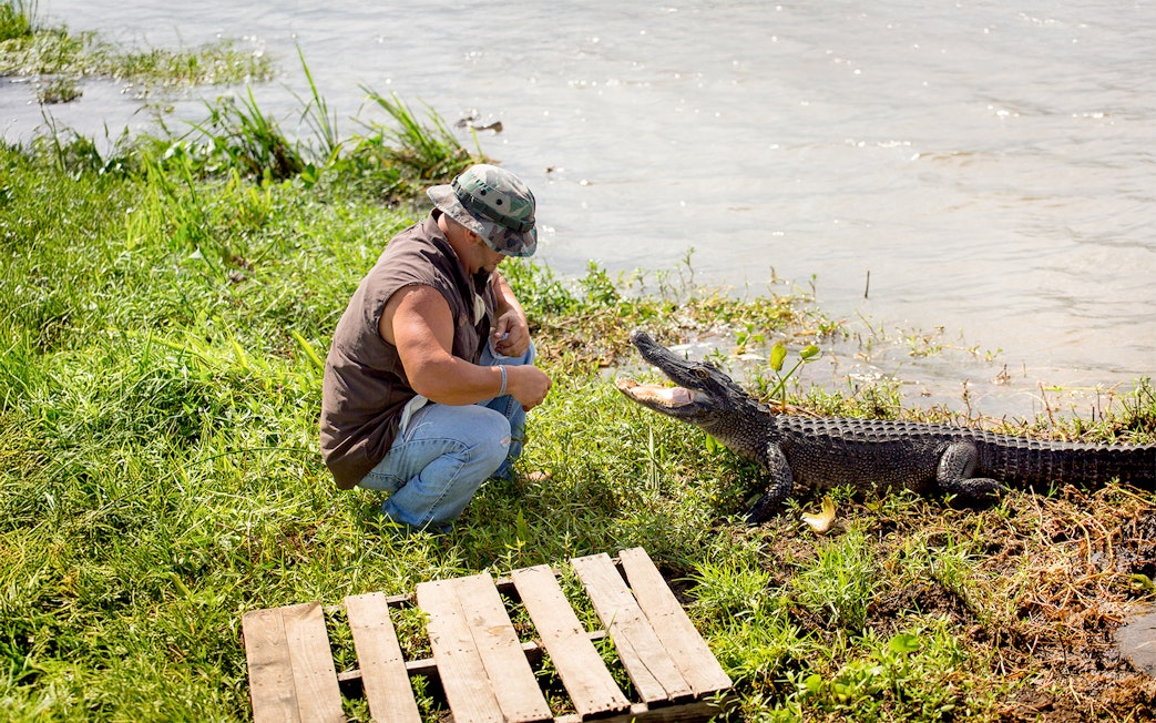 Man interacting with alligator by a swamp during a Swamp Tour & Oak Alley Plantation Tour.