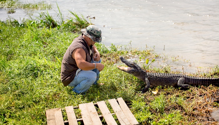 Man interacting with alligator by a swamp during a Swamp Tour & Oak Alley Plantation Tour.