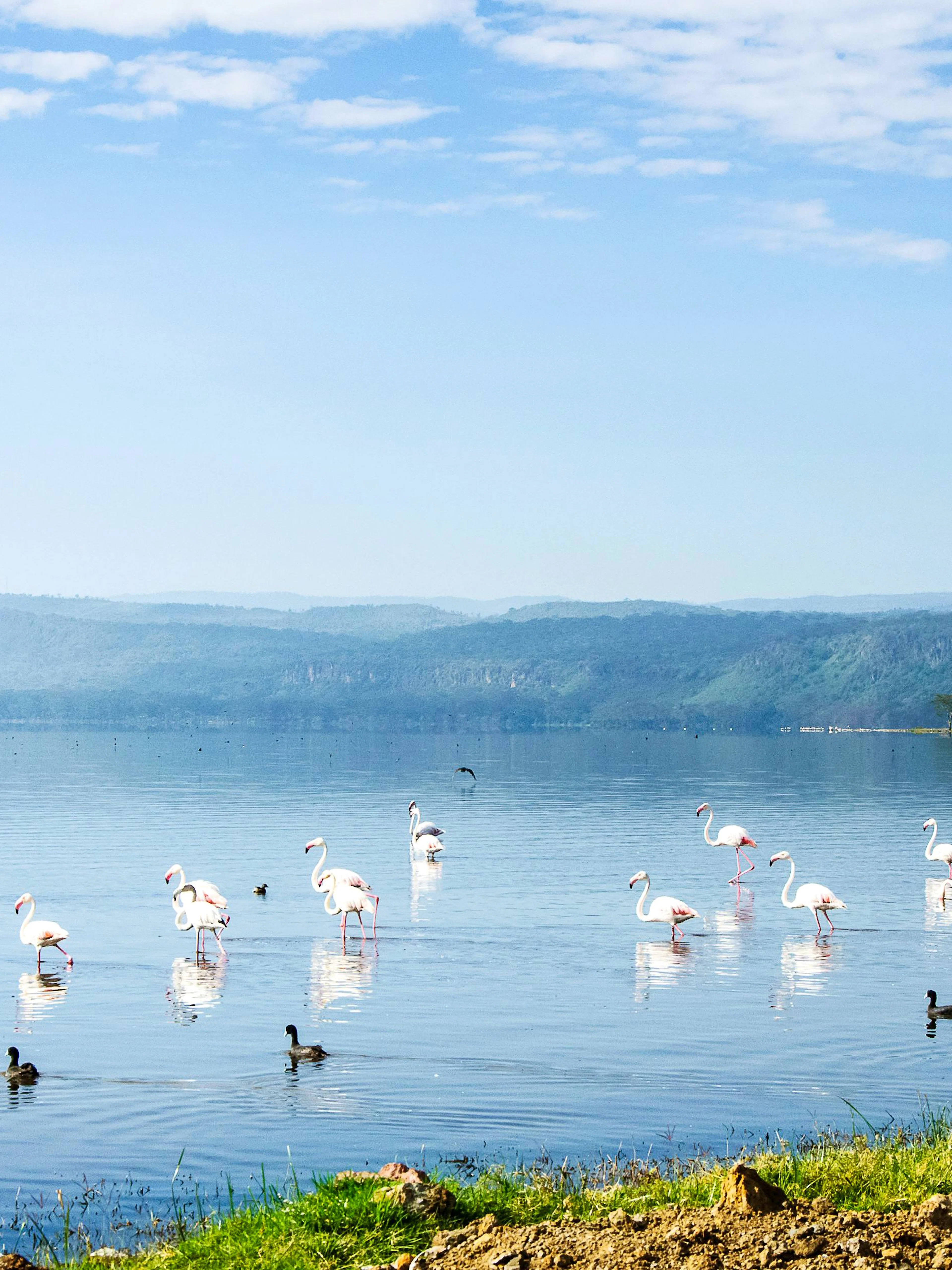 Flamingos wading in Lake Nakuru, Kenya with distant hills and clear sky.