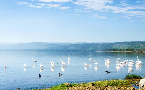 Flamingos wading in Lake Nakuru, Kenya with distant hills and clear sky.