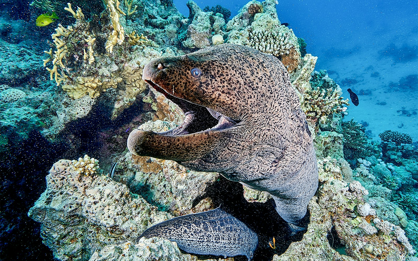 Close-up view of Moray Eels at SEA LIFE Bangkok, a popular marine attraction in Thailand