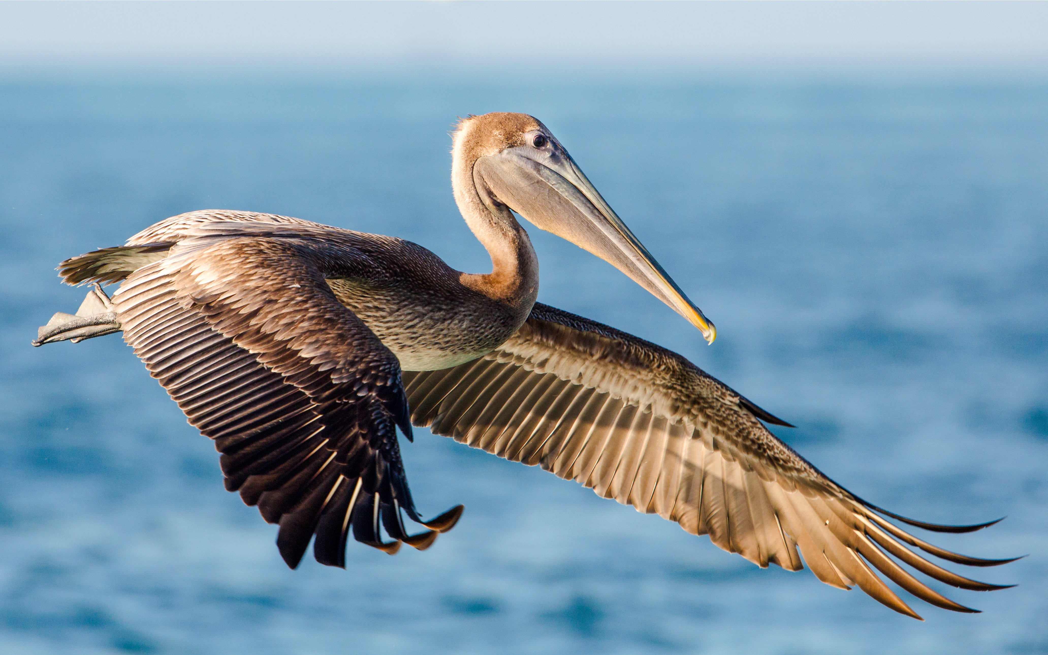 Brown pelican flying over the ocean with wings spread.