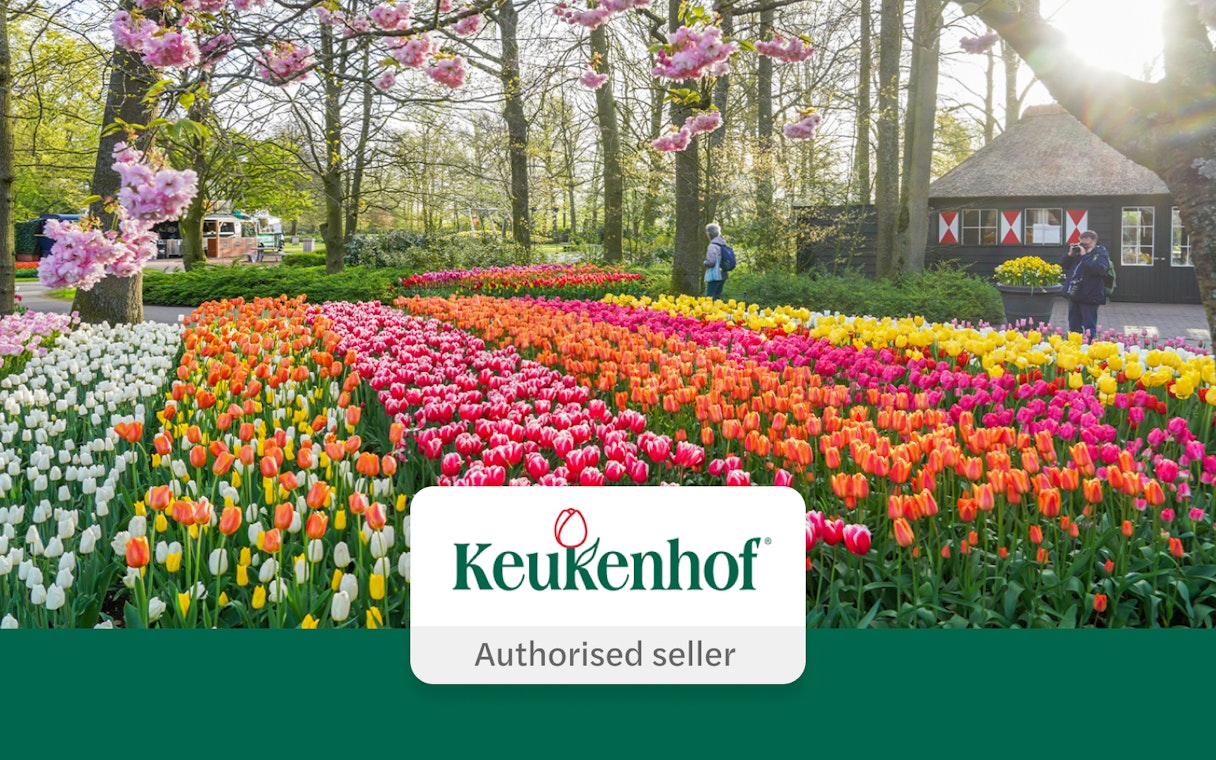 Tulip fields in Keukenhof Gardens with visitors and blooming trees.