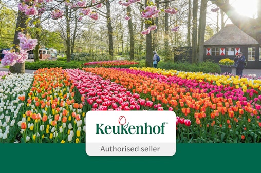 Da Amsterdam: Biglietti d'ingresso al Keukenhof + trasferimenti in autobus di lusso con ritorno flessibile