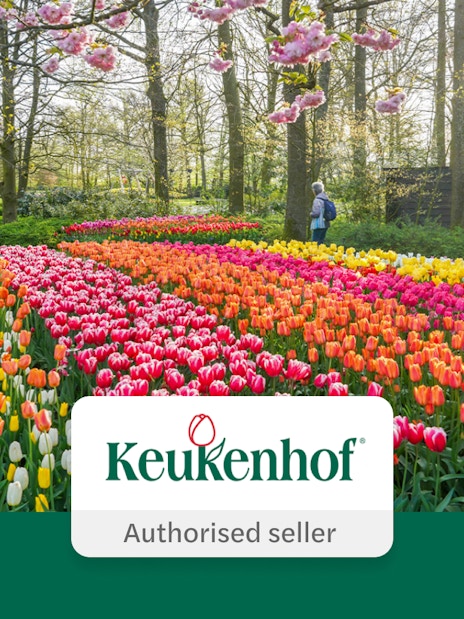 Tulip fields in Keukenhof Gardens with visitors and blooming trees.