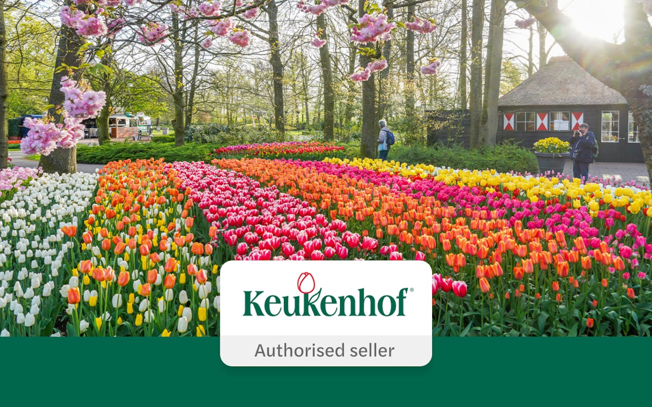 Tulip fields in Keukenhof Gardens with visitors and blooming trees.
