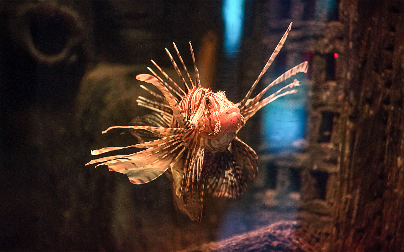 Lionfish in aquarium tank at Sea Life Oberhausen.