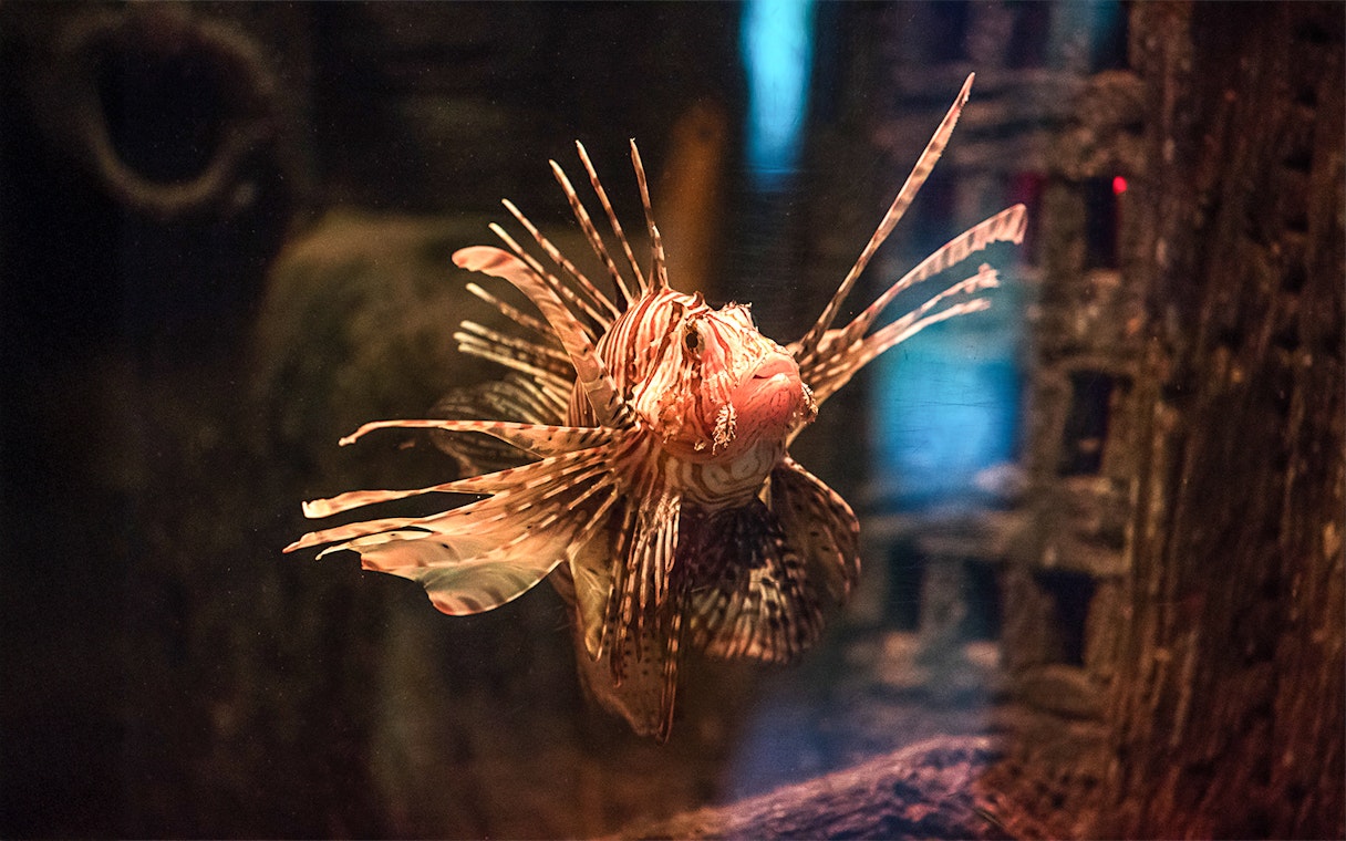 Lionfish in aquarium tank at Sea Life Oberhausen.