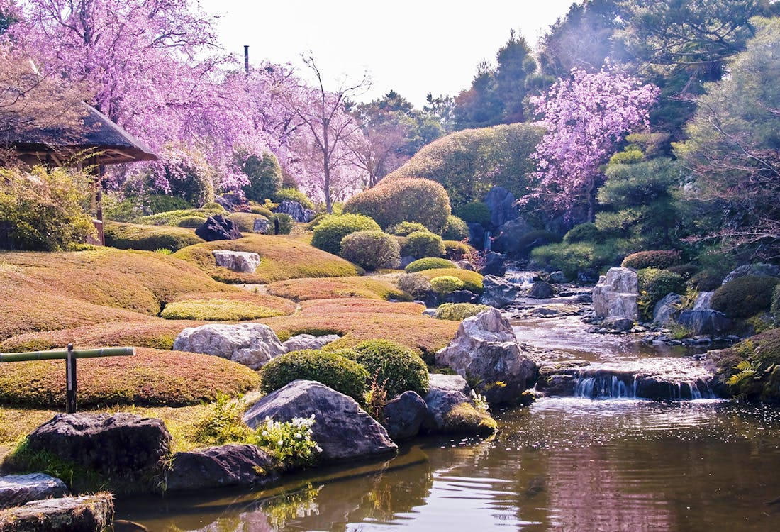 Japan Cherry Blossoms