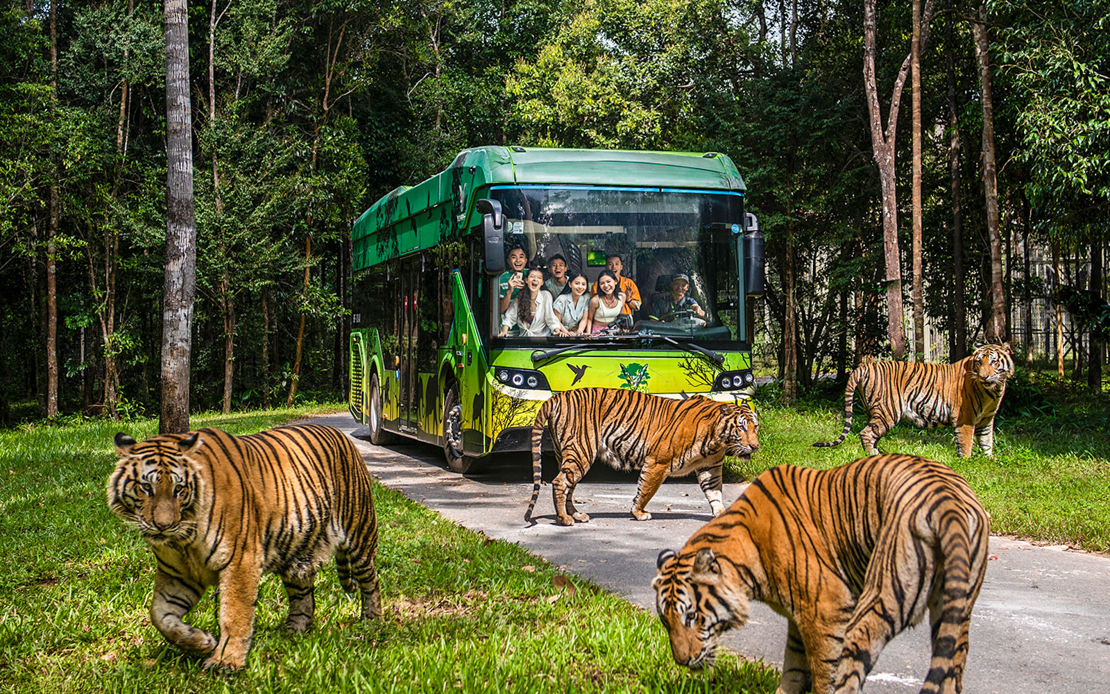 Guests on safari bus observing tigers at Vinpearl Safari, Vietnam.