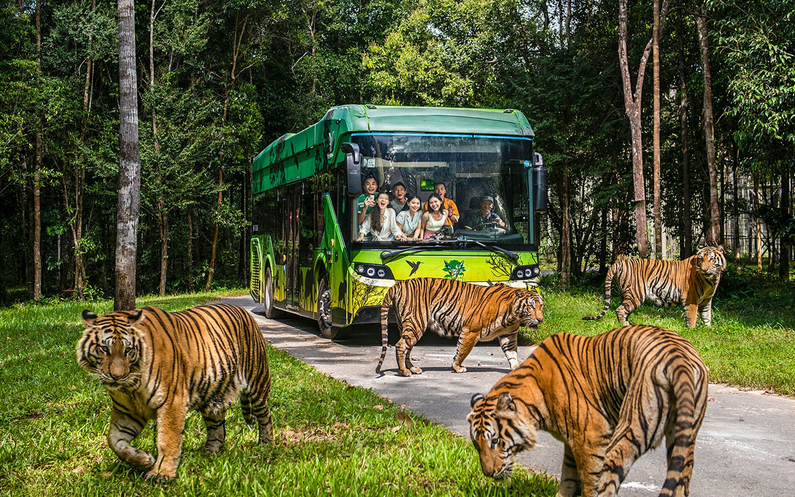 Guests on safari bus observing tigers at Vinpearl Safari, Vietnam.