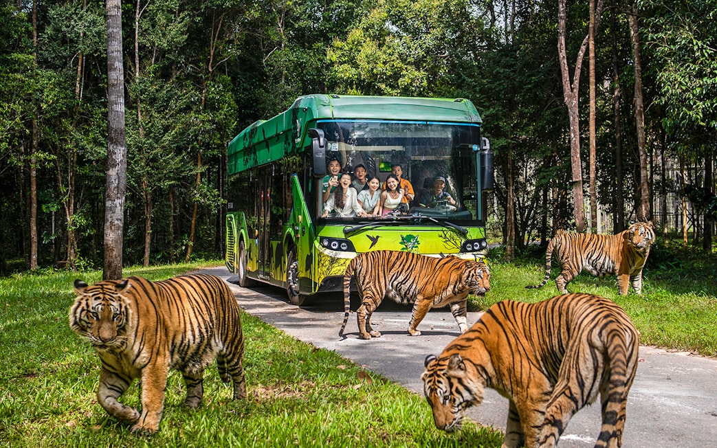 Guests on safari bus observing tigers at Vinpearl Safari, Vietnam.