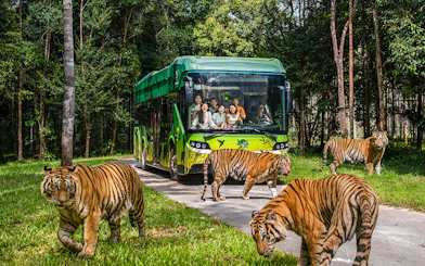 Guests on safari bus observing tigers at Vinpearl Safari, Vietnam.