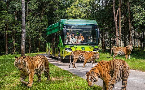 Guests on safari bus observing tigers at Vinpearl Safari, Vietnam.