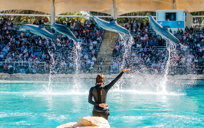 Dolphins performing mid-air jumps during a show at Sea World, Gold Coast.