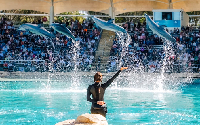 Dolphins performing mid-air jumps during a show at Sea World, Gold Coast.
