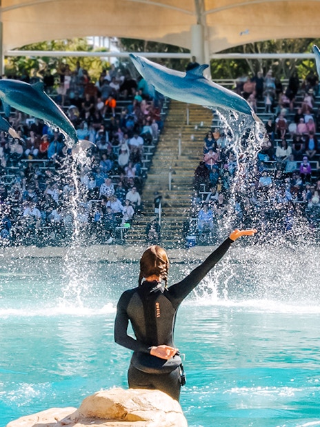 Dolphins performing mid-air jumps during a show at Sea World, Gold Coast.