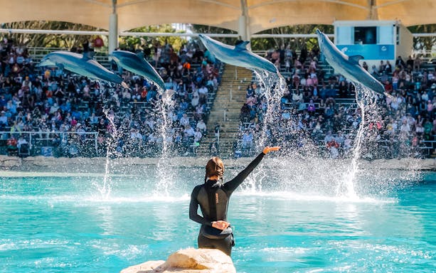 Dolphins performing mid-air jumps during a show at Sea World, Gold Coast.