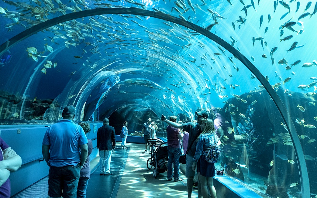 Visitors walking through an underwater tunnel at Georgia Aquarium.