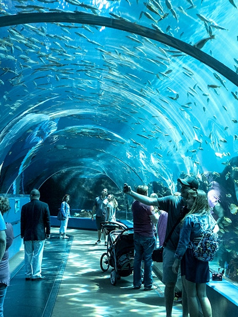 Visitors walking through an underwater tunnel at Georgia Aquarium.