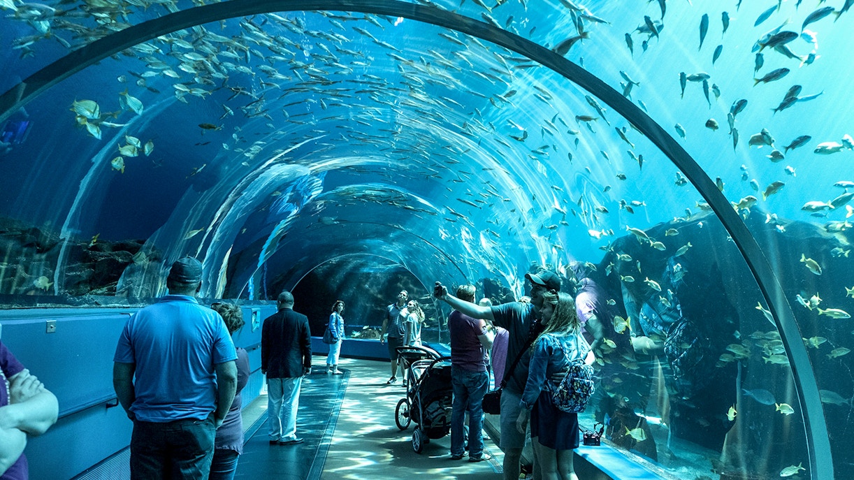 Time to spend inside Georgia Aquarium