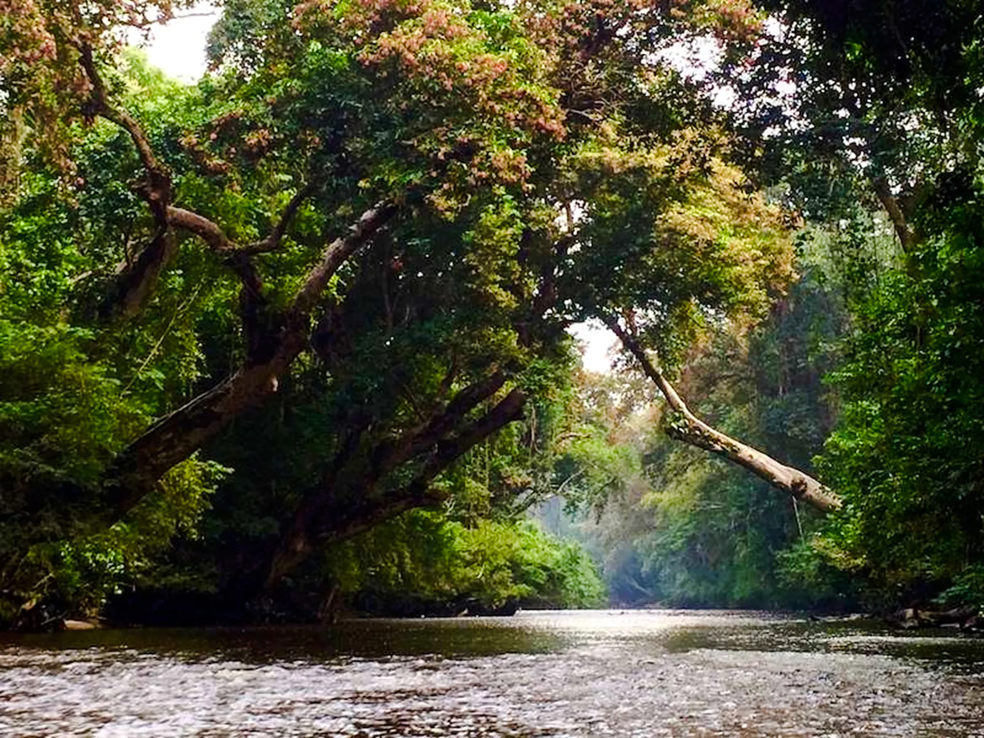 from kuala lumpur: taman negara national park private day trip with canopy walkway-18
