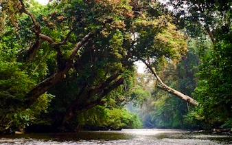 desde kuala lumpur: excursión privada de un día al parque nacional de taman negara con paseo por las copas de los árboles-18