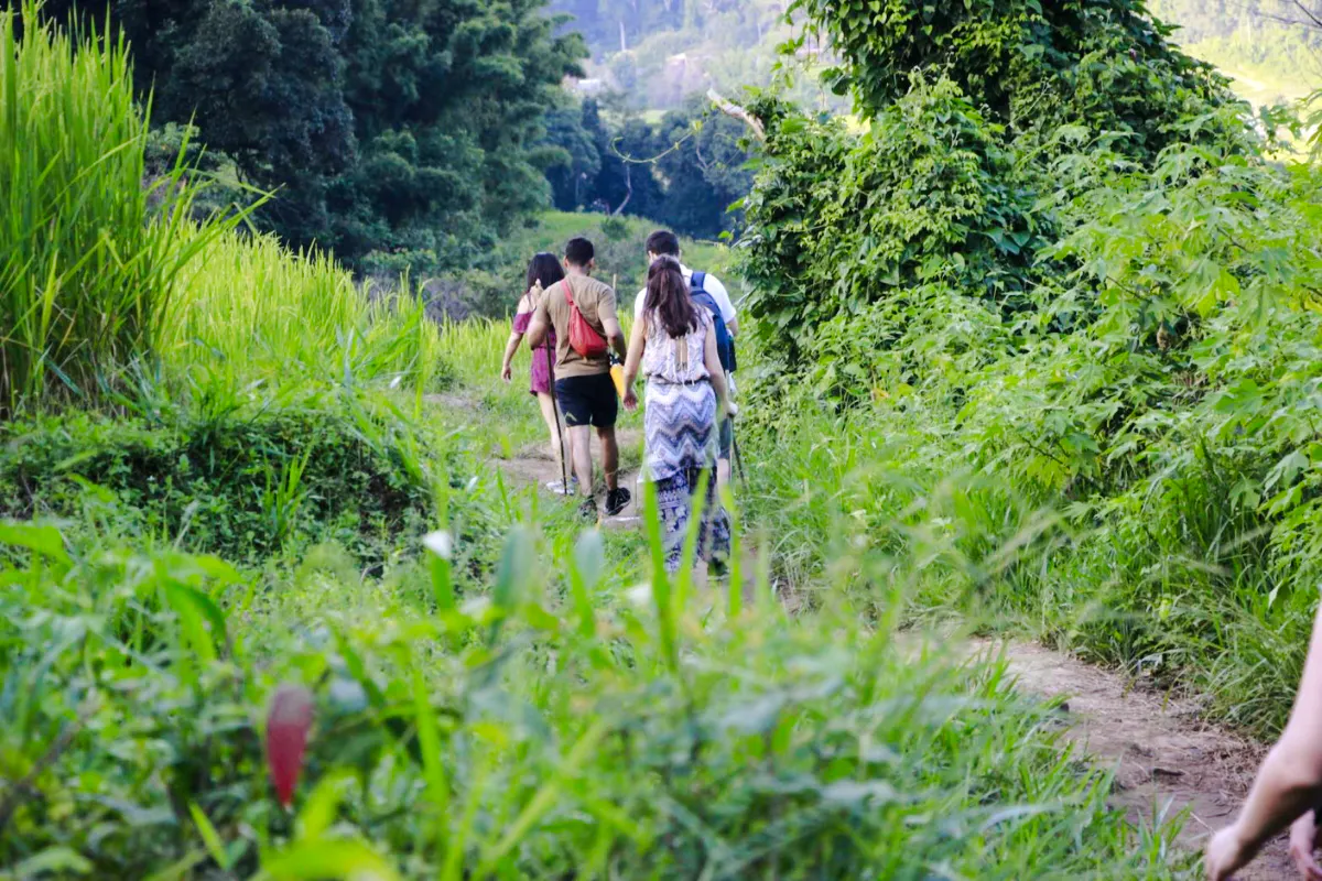 fra chiang mai: elefantreservat og fottur i doi inthanon nasjonalpark-7