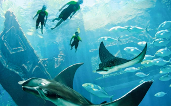 Swimmers explore underwater ruins with rays and fish at Atlantis Aquaventure, Nassau, Bahamas.