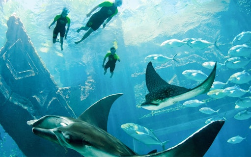 Swimmers explore underwater ruins with rays and fish at Atlantis Aquaventure, Nassau, Bahamas.