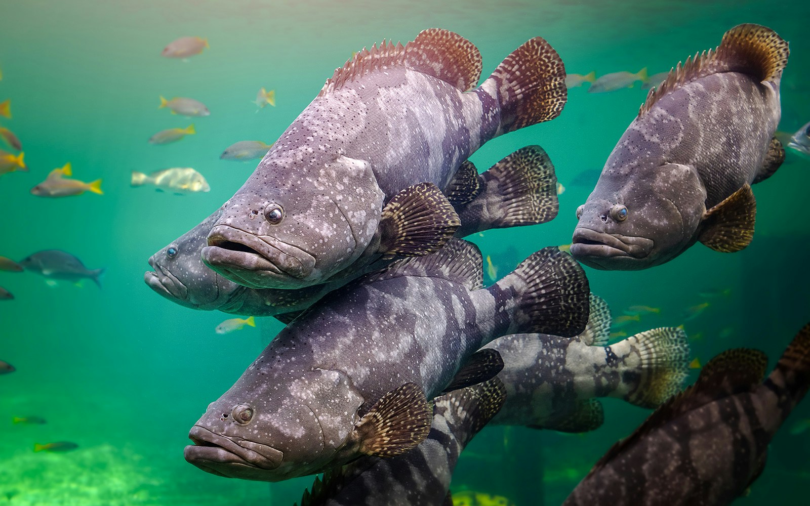 Malta’s western shoreline grouper