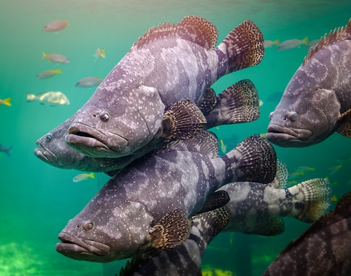 Giant groupers