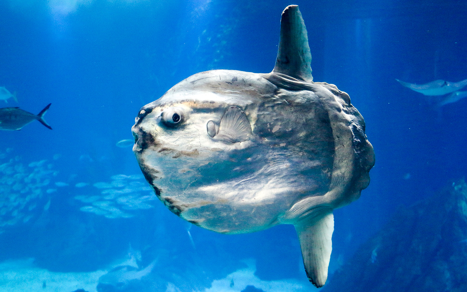 Sunfish swimming underwater in a blue ocean environment.