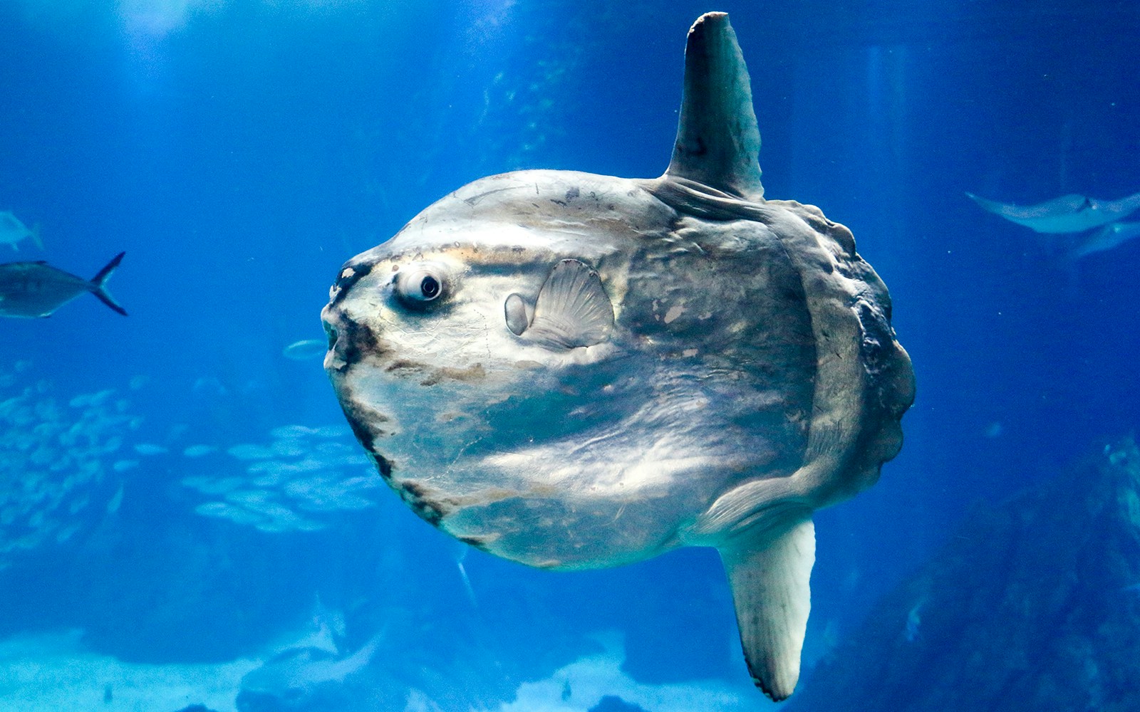 Sunfish swimming underwater in a blue ocean environment.