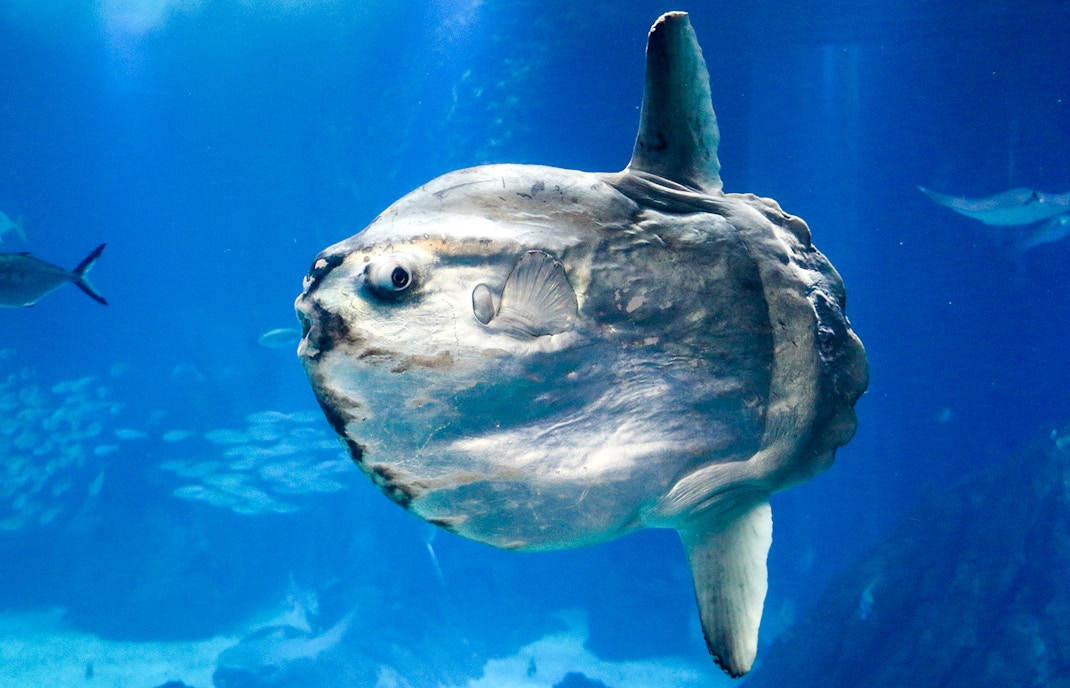 Sunfish swimming underwater in a blue ocean environment.