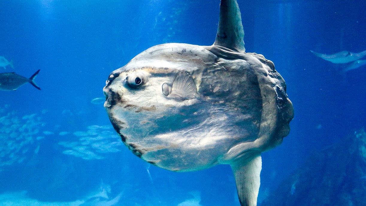 Sunfish swimming underwater in a blue ocean environment.