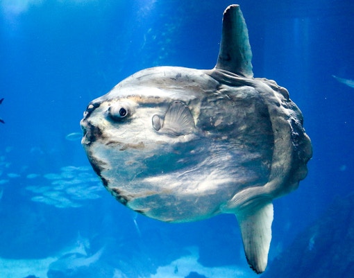 Sunfish swimming underwater in a blue ocean environment.