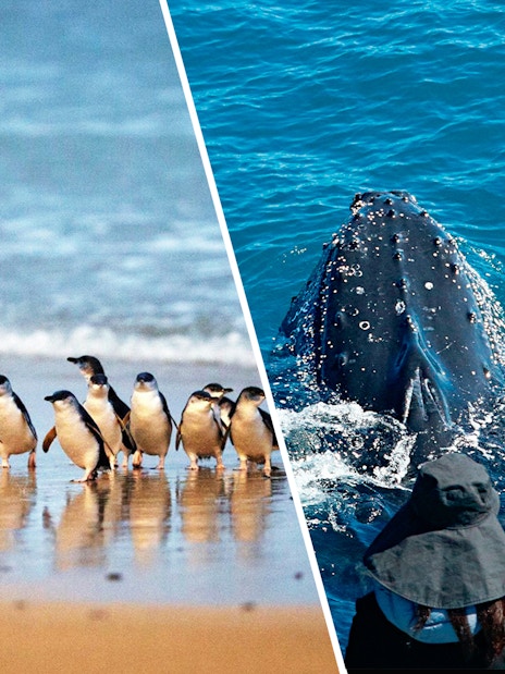 Penguins on a beach and whale watching tour in Australia.