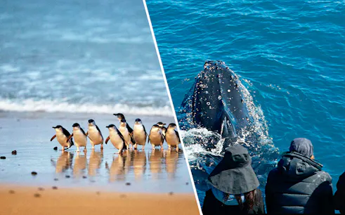 Penguins on a beach and whale watching tour in Australia.
