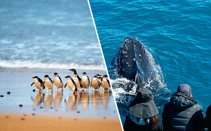 Penguins on a beach and whale watching tour in Australia.