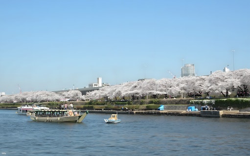 Yakatabune boat on Sumida River with cherry blossoms, Asakusa, Tokyo.