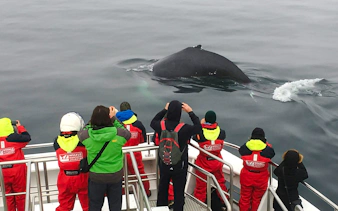 Tourists watching a humpback whale from a boat in Akureyri during a classic whale watching tour.