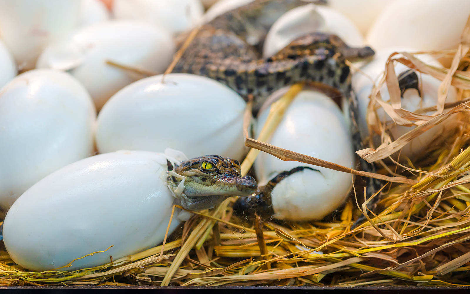 Baby alligator hatchlings emerging from eggs in Everglades.
