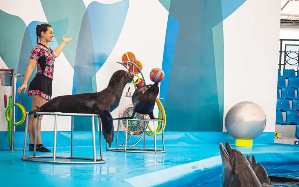 Trainer with sea lions and dolphins at Pattaya Dolphinarium, Thailand.